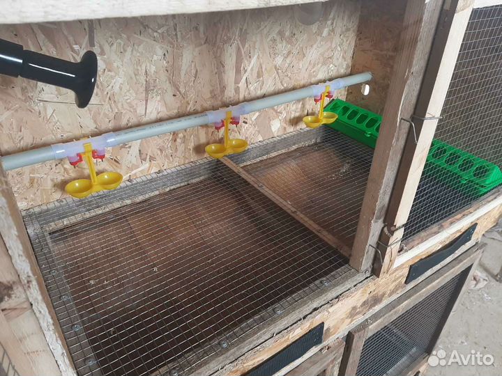 Брудер для цыплят