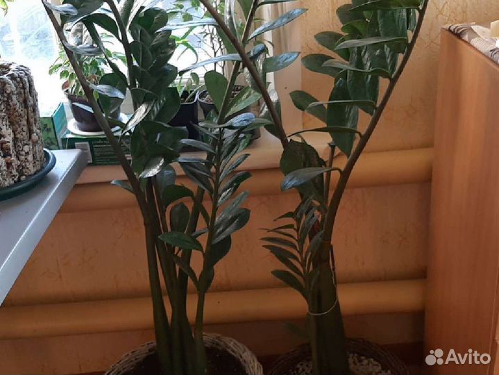 Зомиакулькас в новом горшке