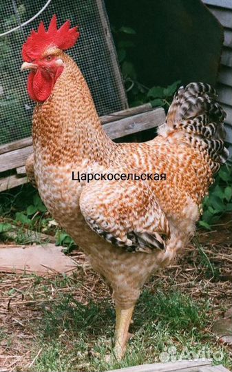 Павловские Юрловские Царскосельские