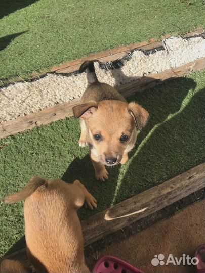 Отдам щенков в добрые руки бесплатно