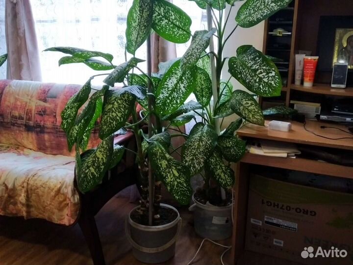 Диффенбахия