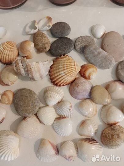 Сувениры из разных стран Ракушки, камни из Турции