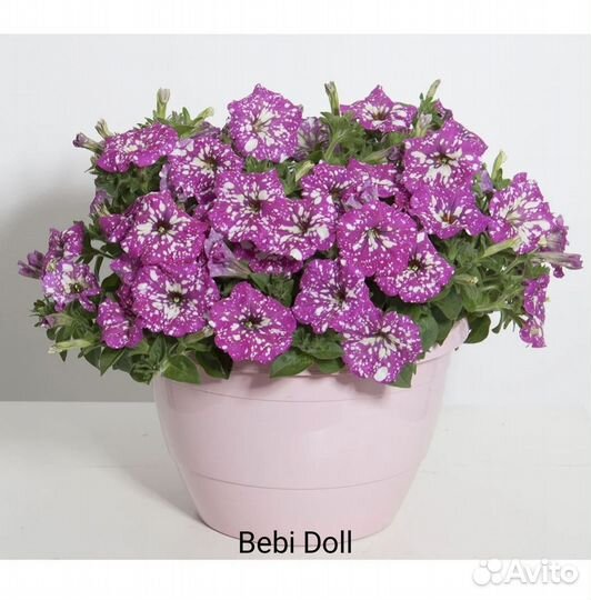 Вегетативная петуния, Тайдал