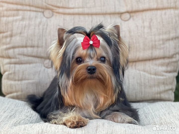 Мальчик стандартного размера 7 месяцев