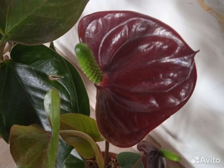 Антуриум Блэк лав