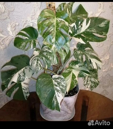 Монстера Альба