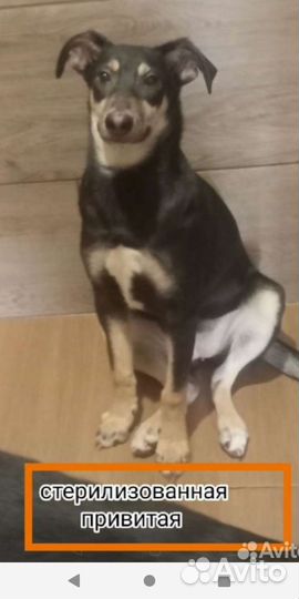 Щенок мальчик