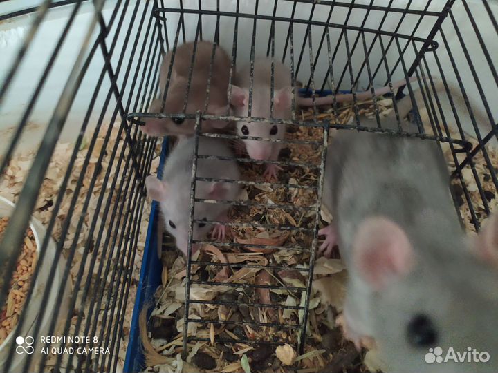 Песчанка, мышки, крыски Дамбо