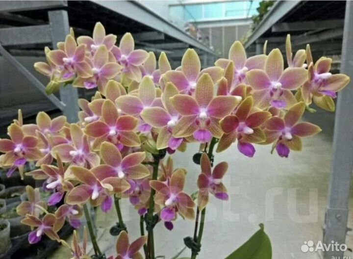 Фаленопсис