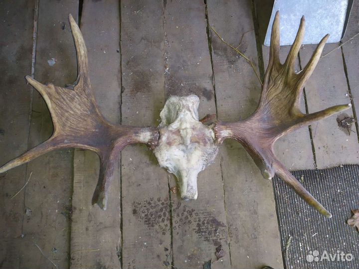 Продам рога лося