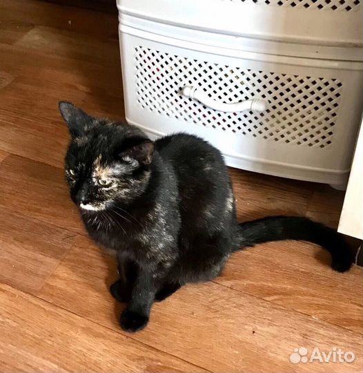 Кошка в дар