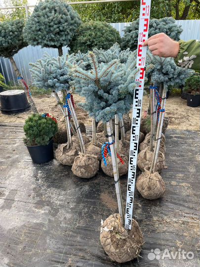 Чернозем на 5+,перегной сыпец 2г,доставка,зил 5т