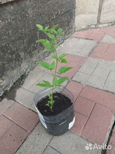 Саженцы клематиса белое облоко