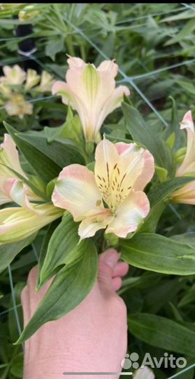 Цветы оптом