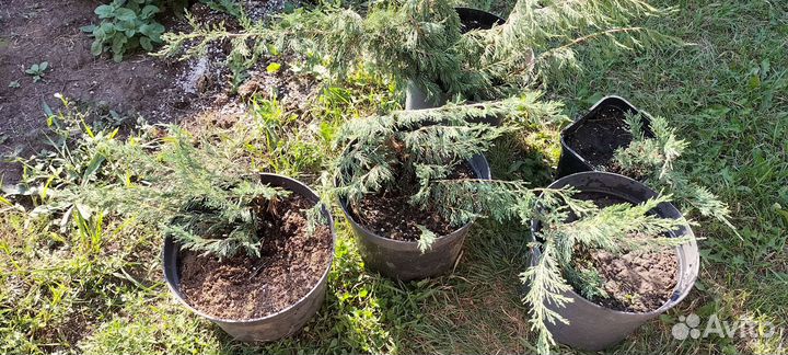 Можжевельник казацкий