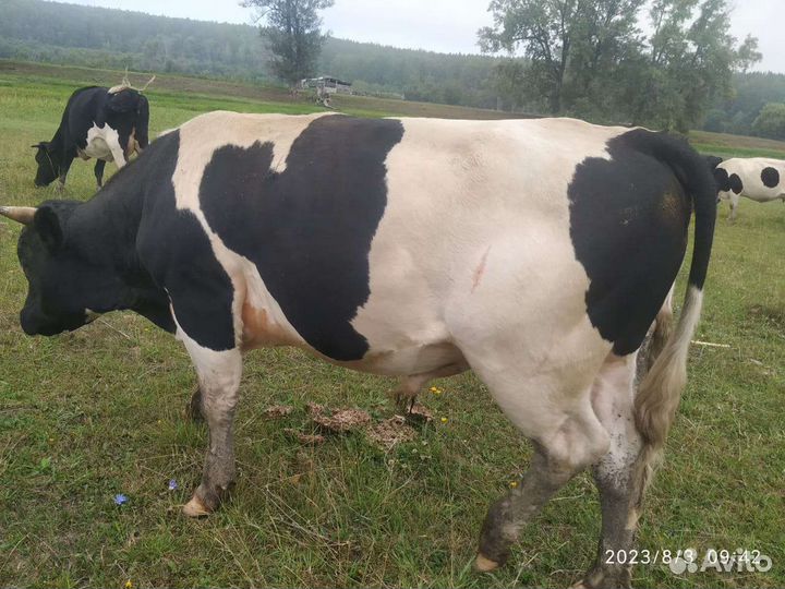 Коровы и бычки