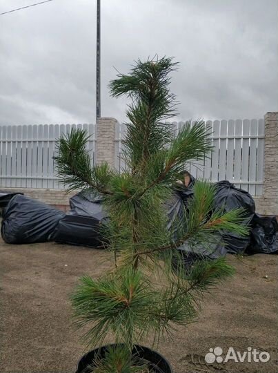 Саженцы сибирского кедра