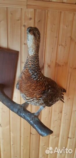 Продам чучела соболя, куропатки, глухарки, и др