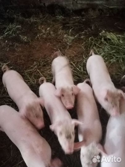 Поросята