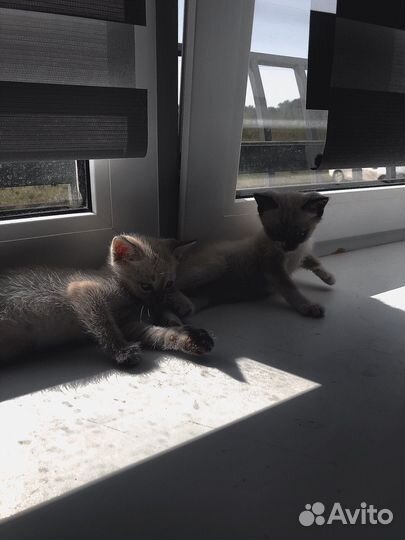 Котята в добрые руки бесплатно мальчик