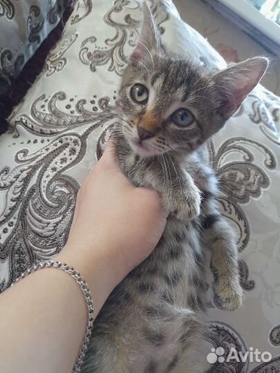 Котенок мальчик в дар