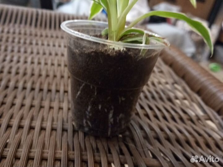 Комнатные цветы