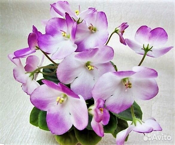 Сортовая фиалка Н- Жаворонок мини