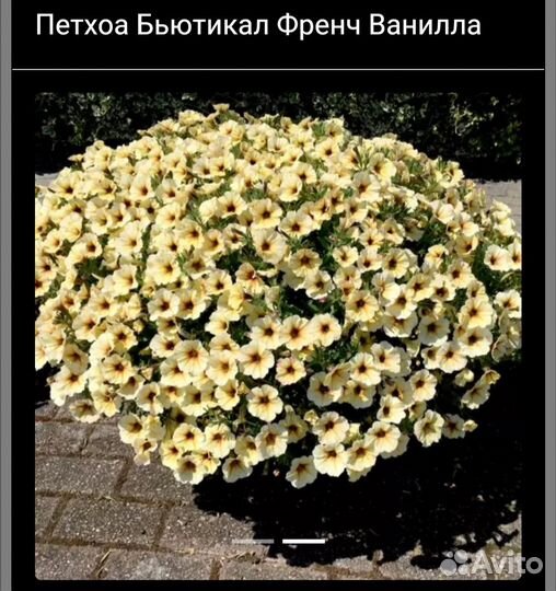 Петхоа вегетативная