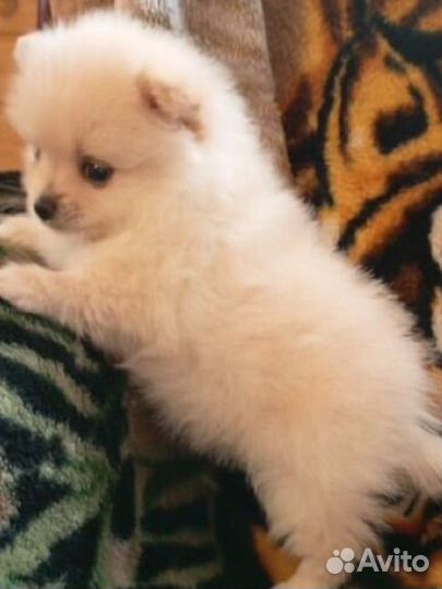 Померанский шпиц мини