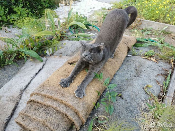 Отдам в добрые руки