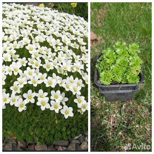 Многолетние растения для сада