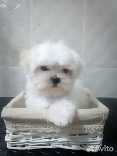 Щенки мальтезе РКФ