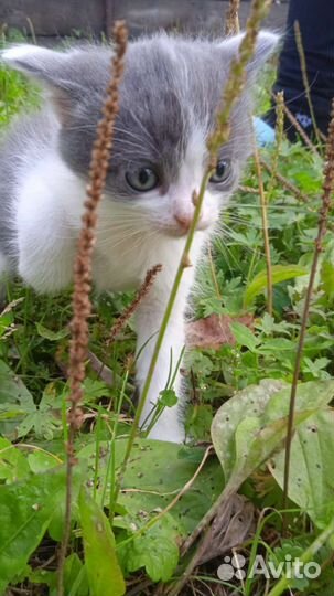 Котята