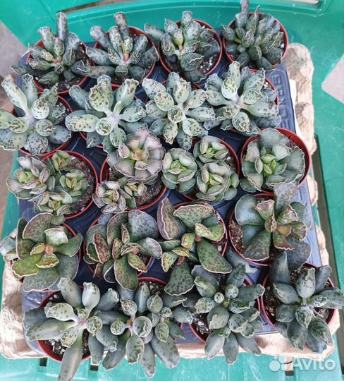 Адромискусы, суккуленты, анакампсерос