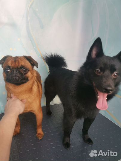 Груминг собак