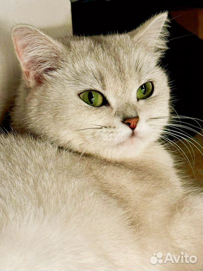 Серебристая шиншилла котенок мальчик