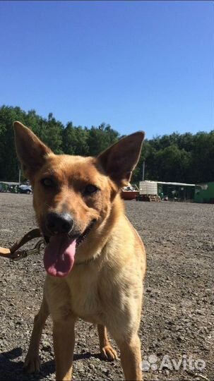 Возьми собаку из приюта