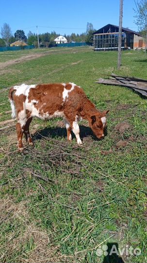 Теленок бычок 4 месяца