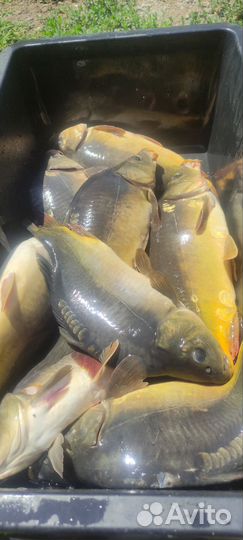Карп живой оптом