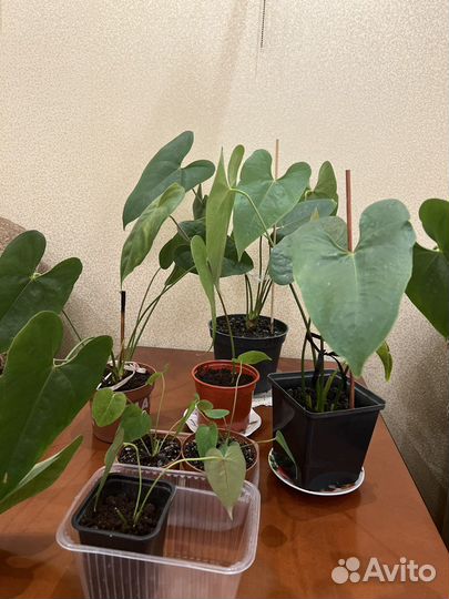 Антуриум красный большой (мужское счастье)