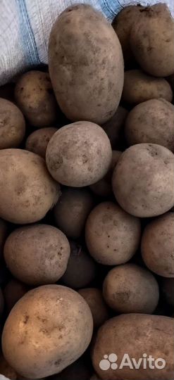 Продам картофель