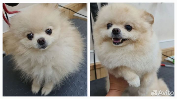 Стрижка, экспресс-линька собак и кошек, груминг