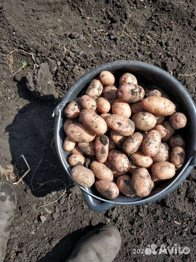 Картофель мелкий на корм и отобрать на семена