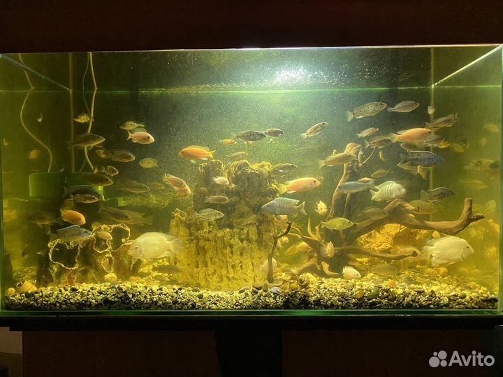 Аквариум с тумбой 400 литров