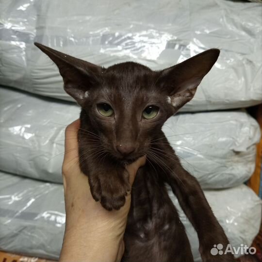Ориентальная кошечка гавана 4,5м