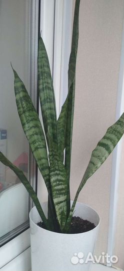Сансевиерия