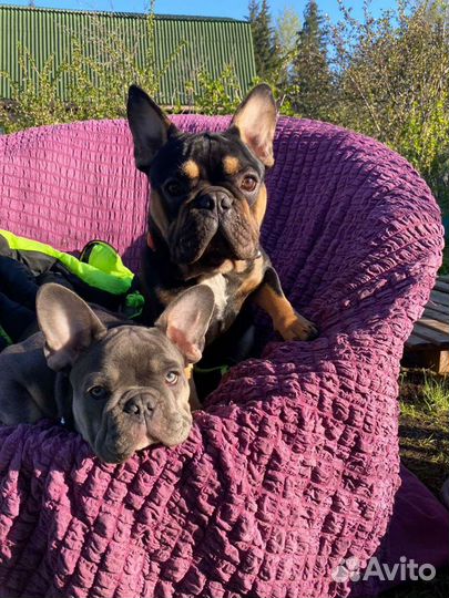 Шикарный французский бульдог, вязка, щенки