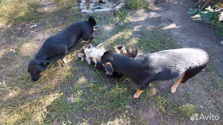 Собаки бесплатно