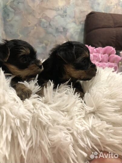 Йоркширский терьер мини беби фейс щенки
