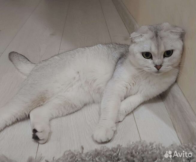 Шотландская